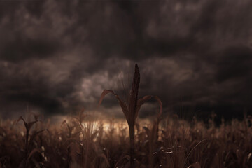 Withered cornfield with corncob in front of dramatic sky. 3D Rendering