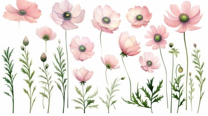 watercolor set with pink anemones, buds, leaves and twigs on a white background,