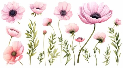 watercolor set with pink anemones, buds, leaves and twigs on a white background, - obrazy, fototapety, plakaty