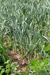 Growing green garlic in garden beds close-up
