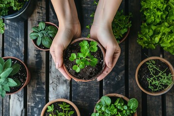 Top view of womans hands hold seedlings while gardening and replanting plants on wooden background