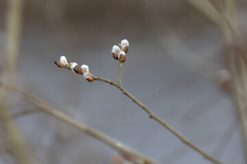 Beautiful tree branches during springtime in Gauja National Park, Latvia. Natural spring scenery of Northern Europe