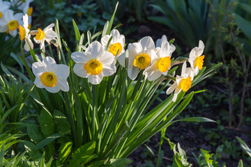 Narcissus with white flowers with yellow corona in sunny morning