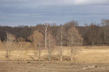 A beautiful early spring landscape of woodlands in Latvia. A natural springtime scenery of Northern Europe.