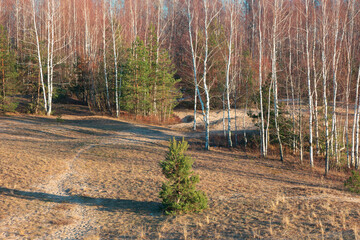 A beautiful early spring landscape of woodlands in Latvia. A natural springtime scenery of Northern Europe.