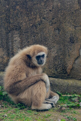 White-handed gibbon (Hylobates lar) sitting on the ground.