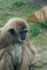 Whispers of the Wild: Gibbons Communicating Through Gestures