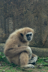 White-cheeked gibbon, Madrid, Spain