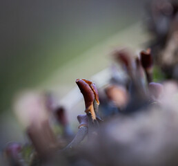 Naklejka premium A beautiful close-up pf a lichen growing on the trees during early spring. Natural scenery of Northern Europe woodlands.