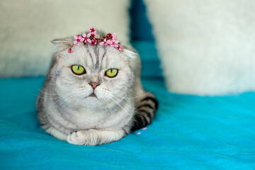 A fold-eared gray tabby cat with a spring flower wreath on her head lies on the bed. Close-up portrait