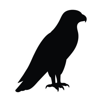 silhouette of a falconet bird 