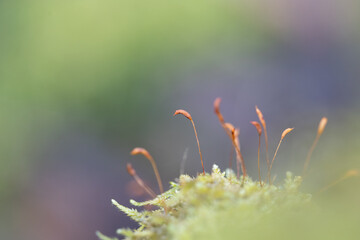 A beautiful close-up of green moss growing on trees during early spring. Natural scenery of Northern Europe woodlands.