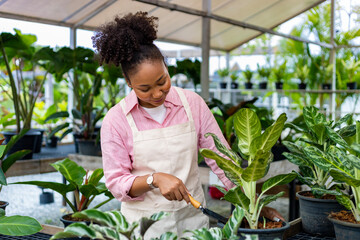 African woman gardener is tending her exotic plant plant inside the greenhouse for rainforest tender small pot for ornamental gardening and gardening in summer