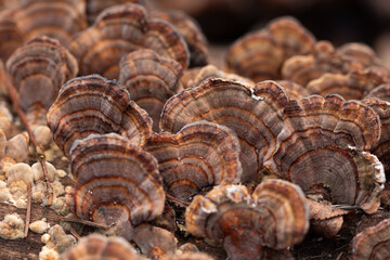 A beautiful close-up of wood decay fungi growing during early spring. A natural scenery of Northern Europe woodlands.