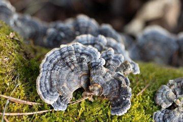 A beautiful close-up of wood decay fungi growing during early spring. A natural scenery of Northern Europe woodlands.