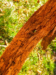 Close up of rotten wood.