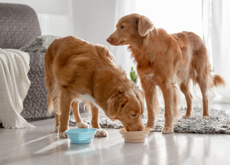Two Nova Scotia Retriever Dogs Are Drinking From Bowls At Home