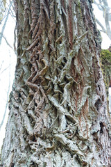 A beautiful close-up of a tree trunk with details and texture. Early spring scenery of Northern Europe woodlands.