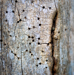 A beautiful close-up of a tree trunk with details and texture. Early spring scenery of Northern Europe woodlands.