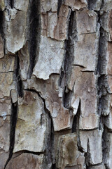 A beautiful close-up of a tree trunk with details and texture. Early spring scenery of Northern Europe woodlands.