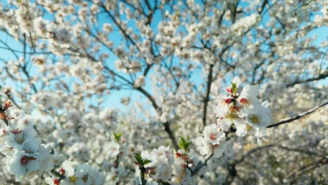 White Almond Tree Brunches In Spring In Sicily