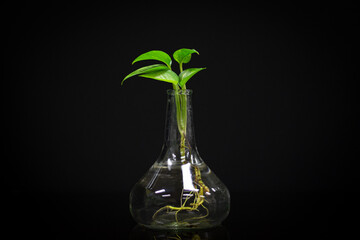 Photographs of various betel trees in conical bottles.