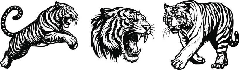 Set of tiger, vector illustration.
