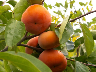 Close up of orange khaki fruits on tree branch.