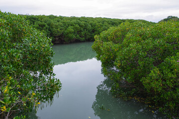 台湾の紅樹林自然保護区のマングローブ林