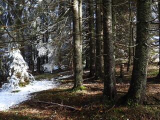 Winter young spruce (fir) forest 