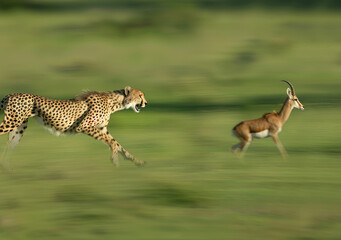 Wide shot of a cheetah chasing an impala on a grass field in slow motion