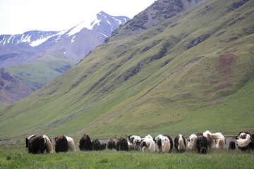 Obraz premium A herd of yaks grazes high in the mountains in the Almta region in Kazakhstan