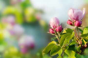spring branch of a blooming apple tree on the background of nature