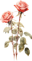 Illustration of beautiful pink rose flowers watercolor isolated.