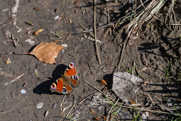 Butterfly Peacock's eye day, Aglais io. Insects, Lepidoptera. Plant pollinator.