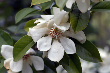 ミヤマガンショウ　モクレンの仲間