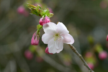 Obraz premium 松前紅豊 桜