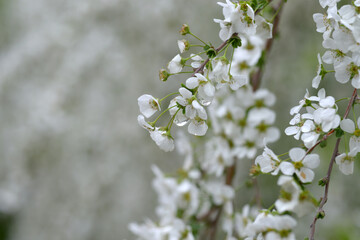 ユキヤナギ　花模様
