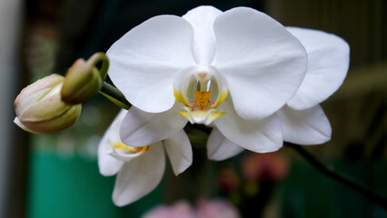 White orchid blossom. Closeup of white orchid flowers background. Floral backgrounds. Spring flower...