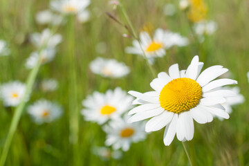 Chamomile field on a sunny day
