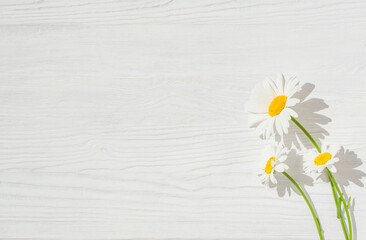 Three daisies lie on a white wooden surface, space for text

