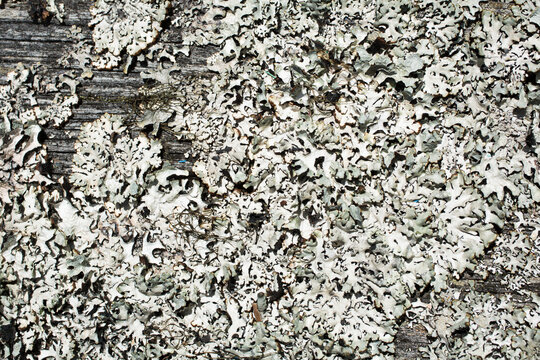 Gray lichen on an old gray board