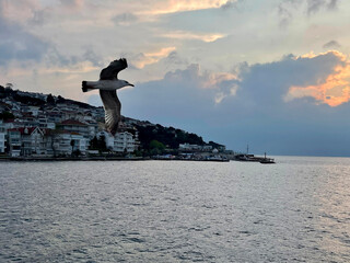 Seagull flying near the Princes' Islands at sunset, Turkey