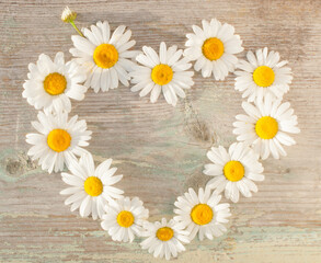 Obraz premium Daisies arranged in the shape of a heart