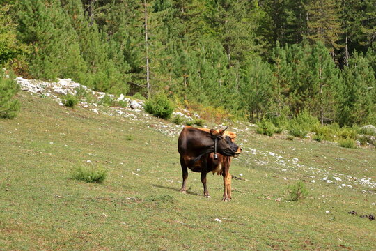 Brown cow with horns in National Park Valbona, Albania