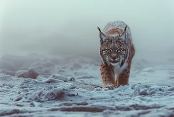 Deurstickers A lynx walks through the snow in winter © Kien