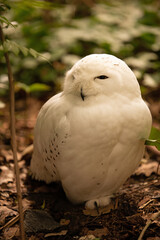 Portrait of a Snowy Owl.