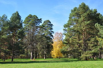 Beautiful landscape design of pine trees and birch tree with yellow leaves on the background of a green lawn in autumn