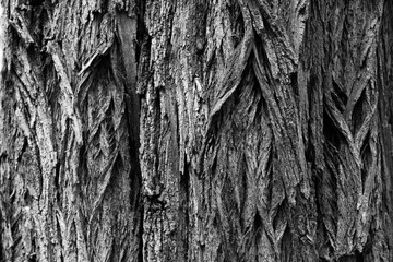 black and white photograph of the texture of the bark of an acacia tree