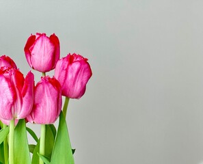 tulips in a vase